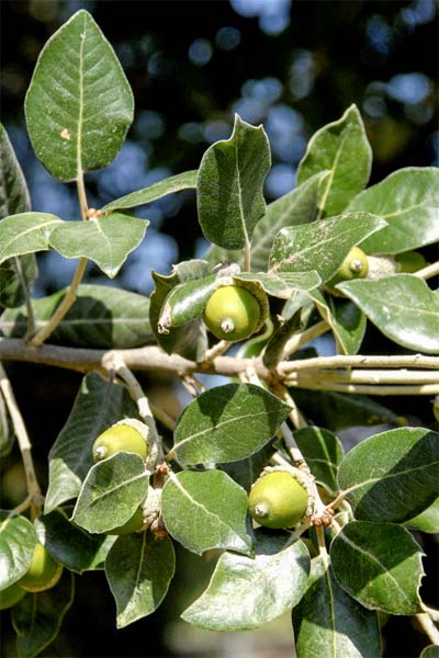 Chêne à feuilles rondes